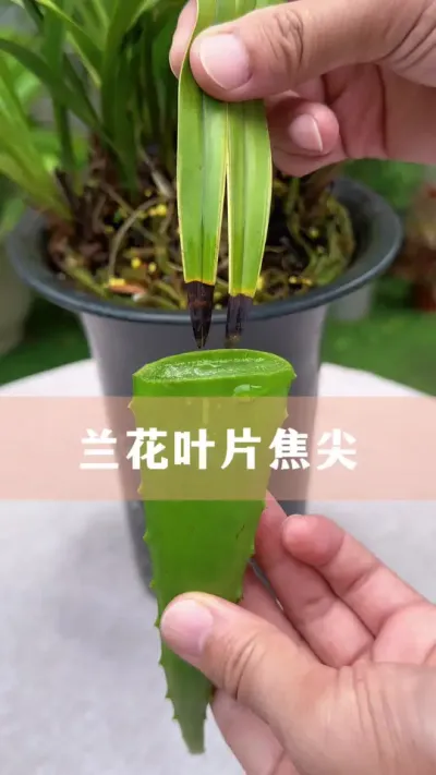 ҪӰ˼ΣҪȼֲȥ벽#ֲ #С֪ʶ #İ