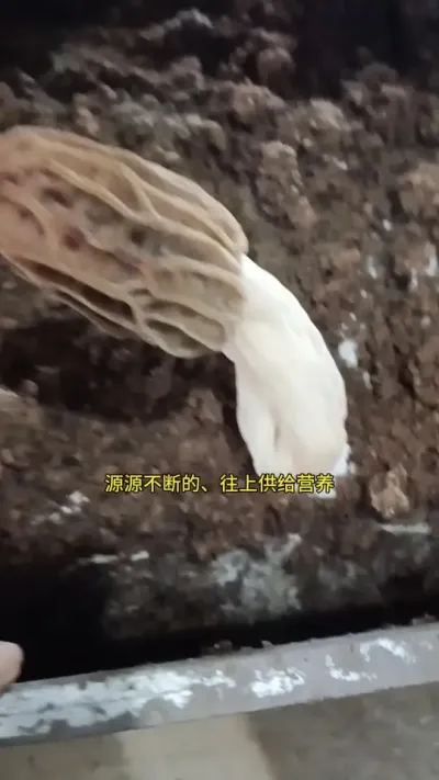 ǾݪֲʦֻܿԼ…… ǰ˵Ǿ֡߷ֵڵ״ҿȷΪһ֡ŷֵ……#Ǿ #Ǿݪֲ #Ǿ # #