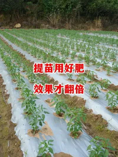 Ժ׼ȷŻ°빦#ݪֲ # #С #߽ #ũ2025