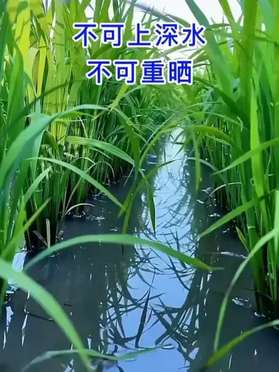 ˮ·ص #ũ   #ˮݪֲ   #ũ  #ũҵ֪ʶũ #ũ