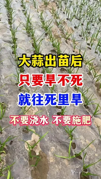 #ݪֲ##ⲡ#߲#ũҵݪֲ