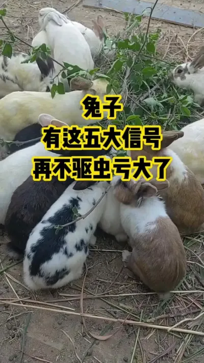 兔子，有这五大信号，再不驱虫就亏大了#抖音三农兔#养殖
