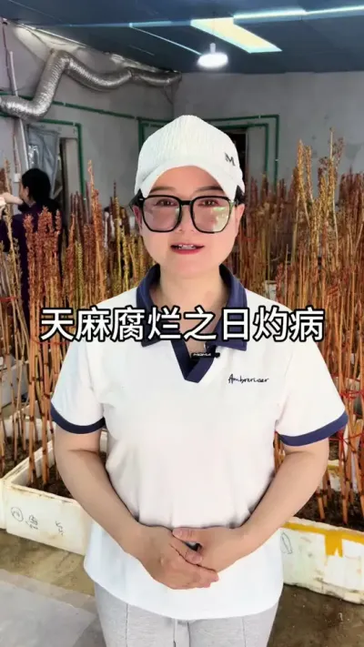 天麻腐烂之日灼病 #天麻种植#技术分享#三农@抖音小助手