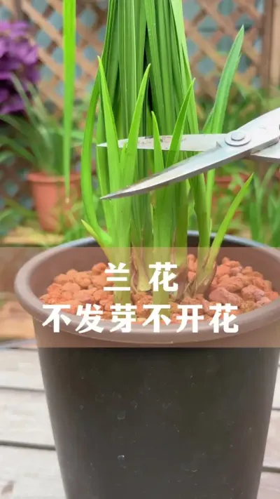 ��������ѿ���Ż���ô��#���� #������ֲ #����С֪ʶ #������������