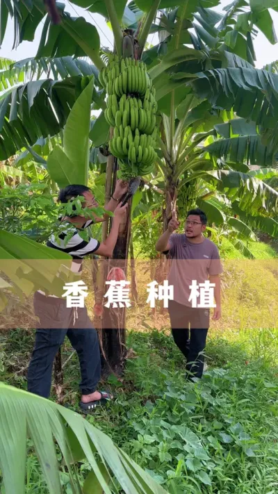 濴ϲ㽶ؼ#㽶 #ֲ #С֪ʶ