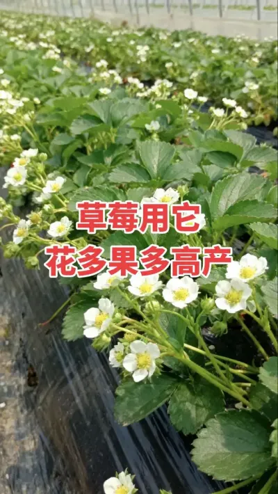 ݮٻŻ#ѿֽ#ũ#ݮ