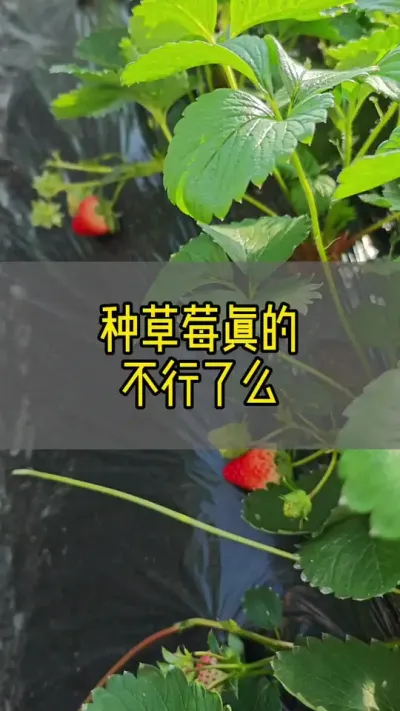 ֲݮĲô#ݮ#ݮݪֲ #ũ