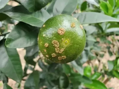 ٴ衢ô #ݪֲ #ٹ # # #