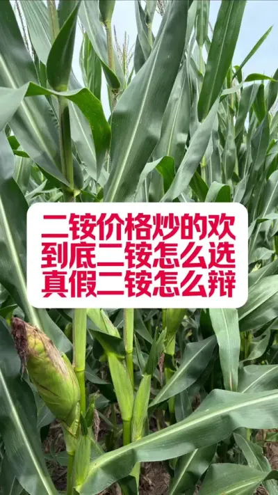 識Ǯô #ũҵݪֲ #ũҵ֪ʶ #ũҵ