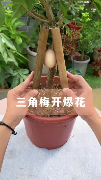 ÷ҪŻҪι#÷ #ֲ #С֪ʶ