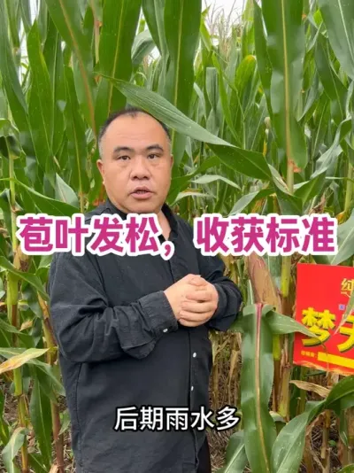 Ҷջ׼ ҶǳҶ죡#ũҵݪֲ