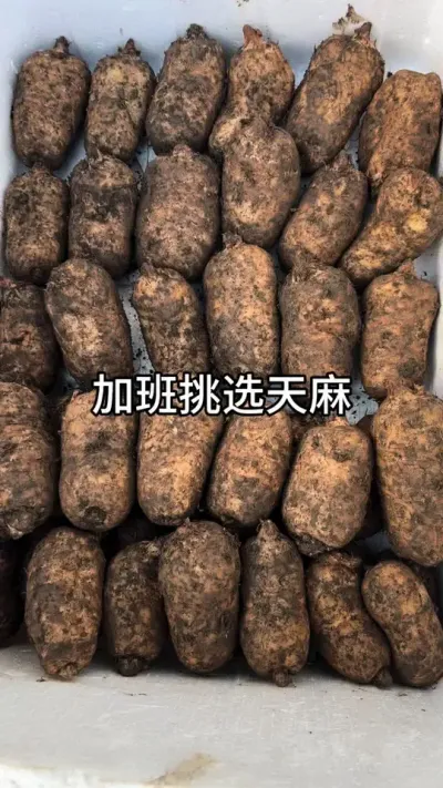 Ӱѡ #ҩݪֲ #ũ #ֱ #@С