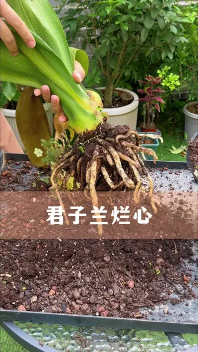 ĵľҪһֵ# #ֲ #С֪ʶ #İ