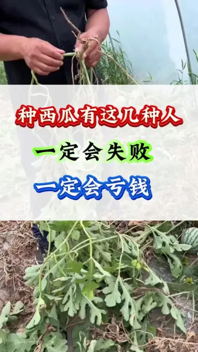 ݪֲ ⼸һǮ#ݪֲ#Ϲ#ϸ߲