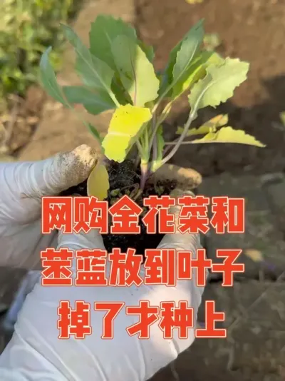 114 ˽𻨲˺֢ӲǷһҶӵҲ֪ܲɳԵԼֵĻ# #ݪֲС #ݪֲȤ #ǿ֢ϵ #ҵС԰