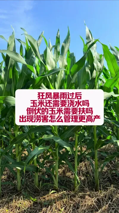 ԺҪ #ũҵݪֲ #ũҵС֪ʶ #ũ֧ũ #ݪֲС