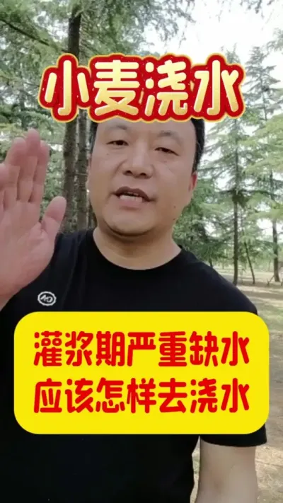 灌浆期严重缺水怎么办？#小麦灌浆期浇水 #干旱缺水 #小麦浇水