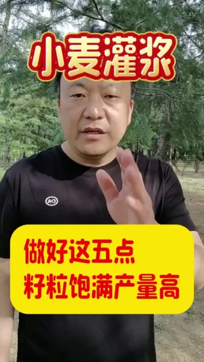 灌浆期做好这五点，籽粒饱满产量高。#小麦灌浆期管理 #小麦管理技术