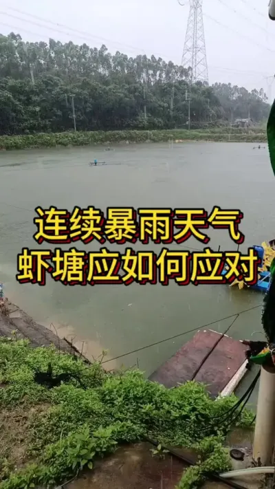 连续暴雨天气，虾塘应该如何应对#对虾养殖 #养虾人 #南美白对虾 #嘉骏集团 #嘉骏新水产
