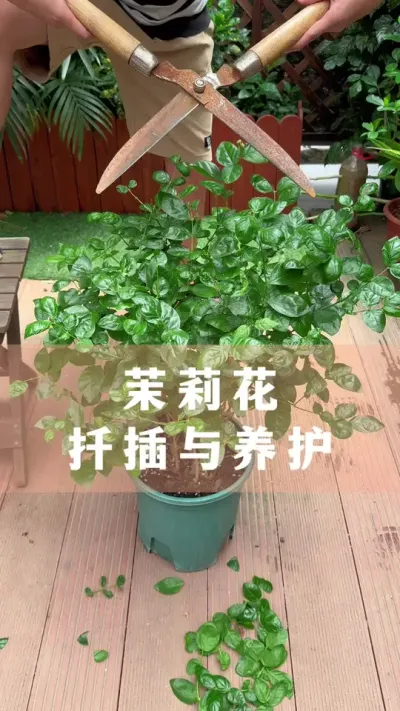 ����Ǥ��������Ҫ��#���� #������ֲ #����С֪ʶ #������������