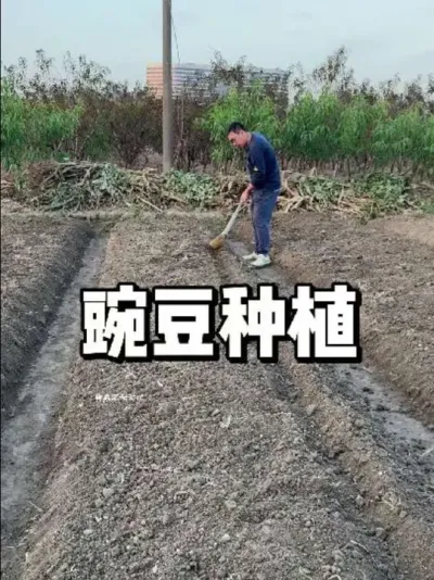 㶹ݪֲʱҪԽҪעʲô #ũ #ֲ