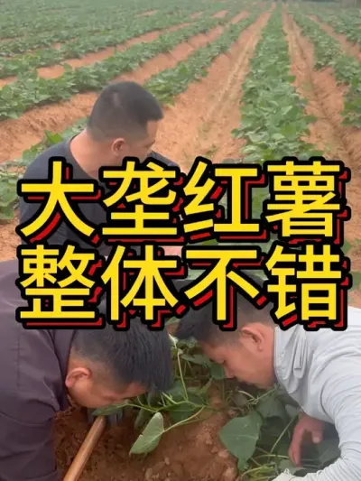 ЦȻͻ#ũҵݪֲ #ݪֲ #ݪֲ #ڵʩ #