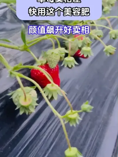 ݮݷ @ش—Թ @ش-ˮܷԴͷ @ش-Դͷ #ݪֲС #ݮݪֲ #ũҵݪֲ #ũ֧ũ #ش