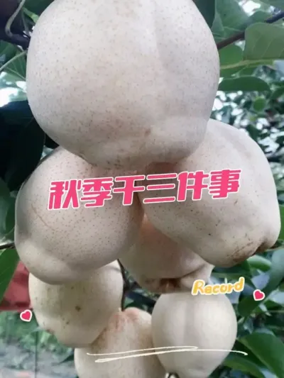 ＾԰ ޼ʩҩЩ#＾ #԰