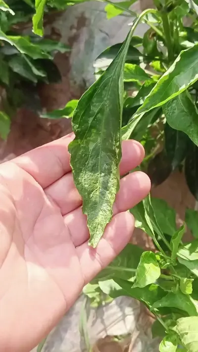 �����������󱬷���һ����Чҩ�㶨��#����ݪֲ #����ݪֲ��������