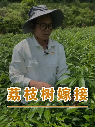 һЩ֦޽ӵ#ɽ֦#ũҵҵ#ũ2025#ֹ#֦ݪֲ@