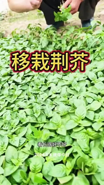 荆芥移栽小技巧#荆芥 #荆芥菜 #三农 #蔬菜杨大姐 #蔬菜种植 @DOU+小助手 @DOU+上热门 @抖音创作小助手