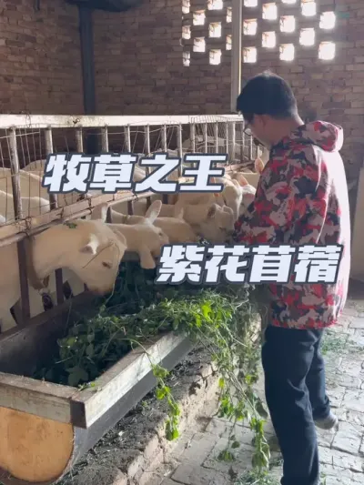 ֲ #ɽ #ϻޣ #紴ҵũ #ũ#ũ2025