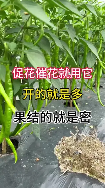 促花催花用上它，开花结果用车拉，花多，花齐，花壮，#辣椒高产种植 #辣椒种植管理技术