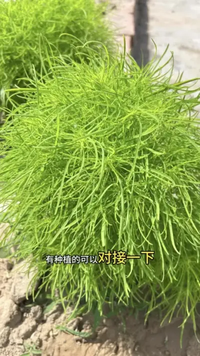 羊肚菌种植结束后，不能让土地闲置出来 羊肚菌种植结束后，新项目对接完成，交给了负责人，马上又开始一年季的羊肚菌了#创作者中心 #创作灵感 #羊肚菌 #羊肚菌种植 #羊肚菌种植基地