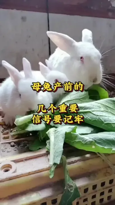 ĸҪźҪ#ֳ #ս # #ֳ