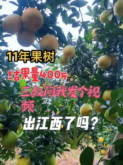 ˵11ЧԼ400ҷƵ罭#˶ #ũ #