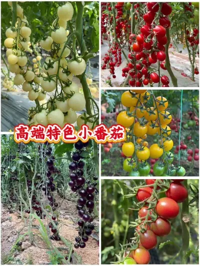 ߶ɫڸСɫڸкֵߣ#ũҵݪֲ #ũ #ũ #ǿƼ #ũҵ