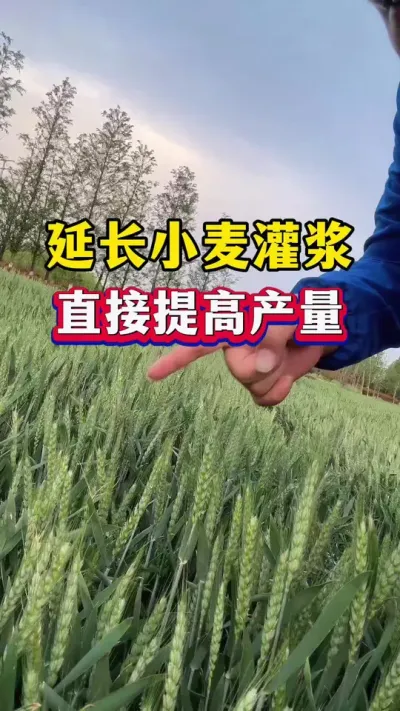 延长小麦灌浆时间，直接增加产量！ #种植小技巧 #小麦种植 #小麦灌浆时间 #小麦膨大剂