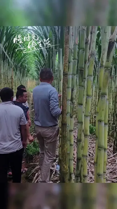 3·ֵƤֱ#ũݪֲ # #ˮ #ũ