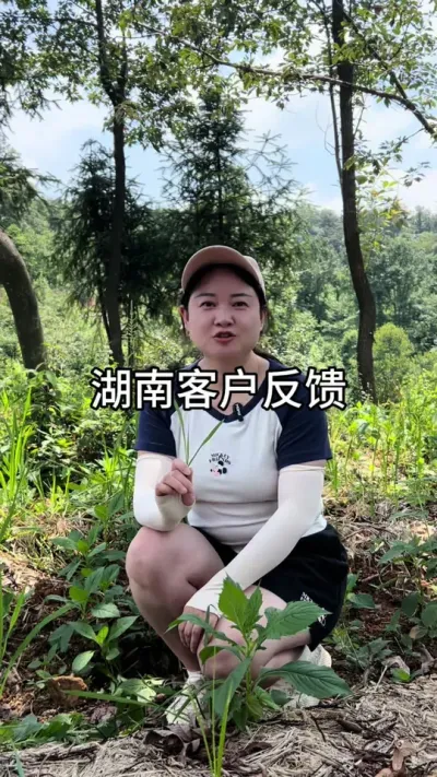 Ͽͻ #ũ #ũݪֲ #ݪֲ #ҩݪֲ @С