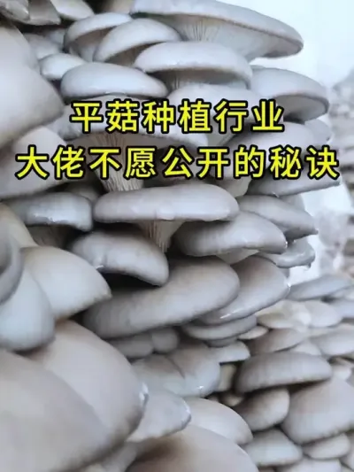 ƽݪֲҵвϹþ˿ǵ֦Ծ֪#ƽݪֲ #ƽ #ʳþݪֲ #ݪֲ