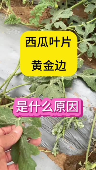 #抖音扶农助农 #抖音助农扶农 #抖音扶农