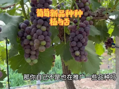 ƷǷӦֱݪֲ# #ݪֲ #ũҵݪֲ #õ #ũҵ