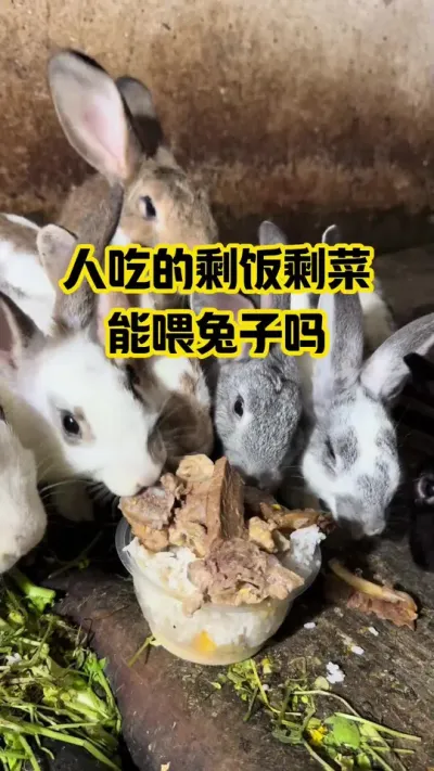 人吃的剩饭剩菜，能喂兔子吗#抖音三农#养殖#养兔