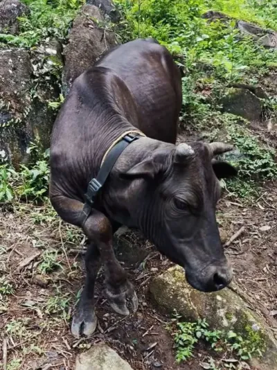 ͻȻ˴绰˵ɽ޷תŵҸæɽȥ… # #ֳ #ũ