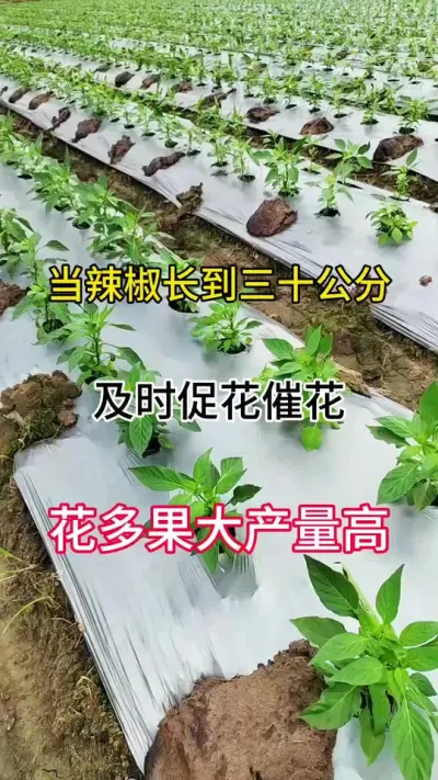 ����������30������ʵʱ�ٻ��߻������������������ #ũҵݪֲ #����ݪֲ #��ũ