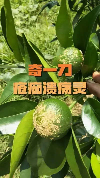 ٲһ#ݪֲ #ٹ # #ũ #ũ