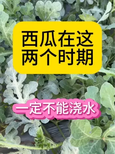 #三农种植 #农业种植技术 #抖音助农扶农