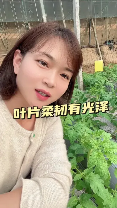 #Ҷ#Ҷ#ݪֲ#󋠶#¼ҵݪֲ Ҫ͵СƳ@С