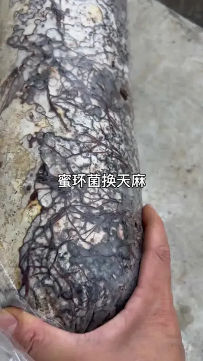 ۻ #ݪֲ #ֱ ##ۻ@С